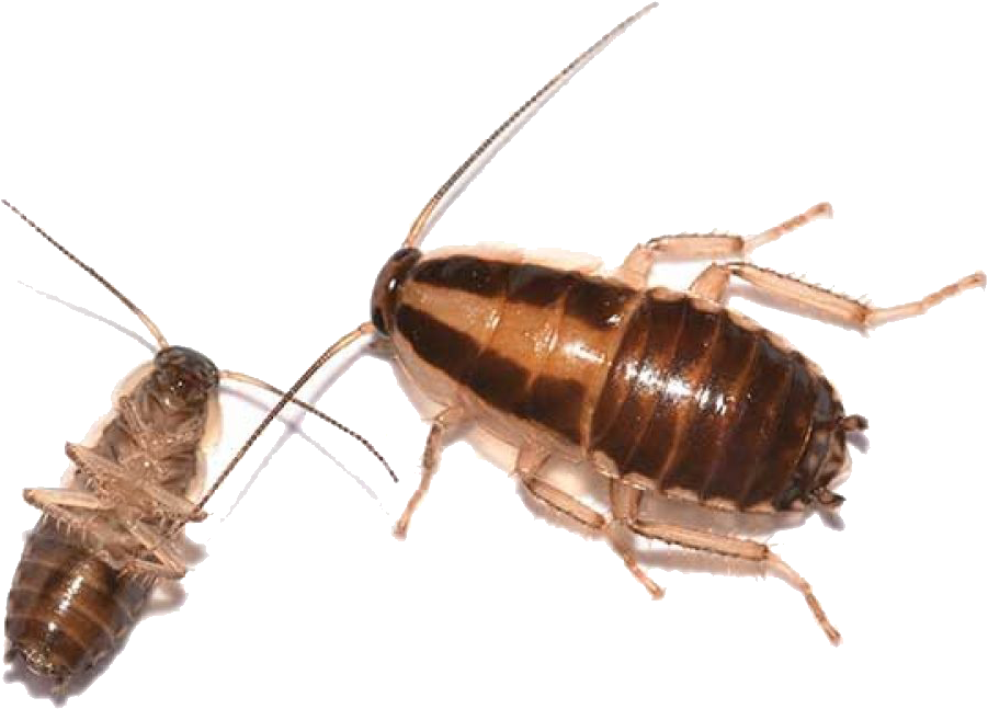 Adultand Nymph Cockroach PNG image with a transparent background, free high-resolution download