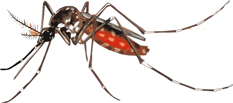 Mosquito Png Background Image - Transparent Background Mosquito Png, Png Download PNG with transparent background
