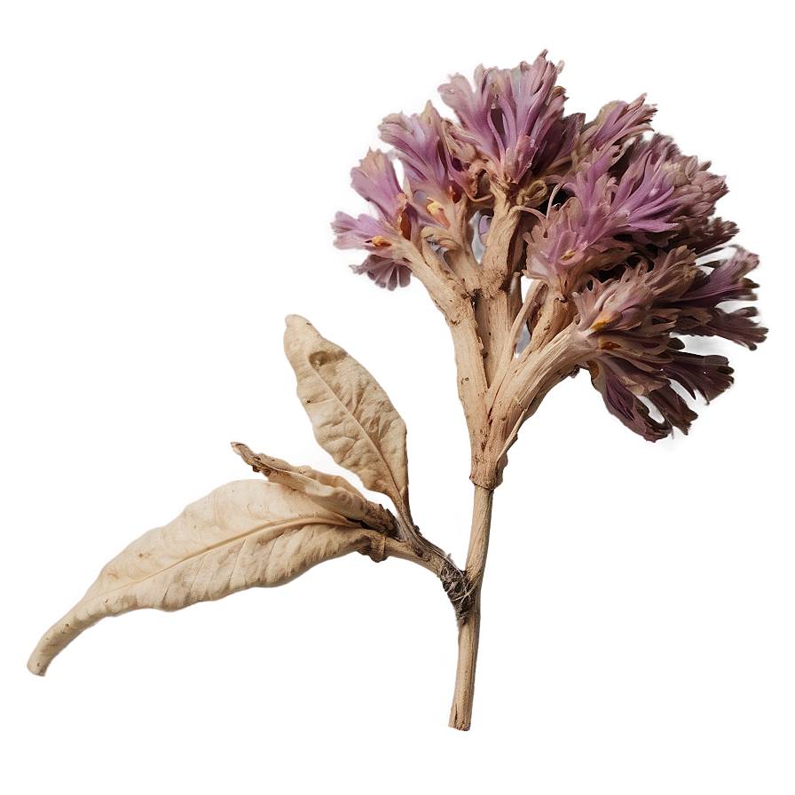 Aesthetic Dried Flowers Png 06282024