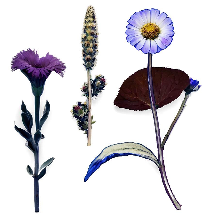 Aesthetic Dried Flowers Png Wxy31