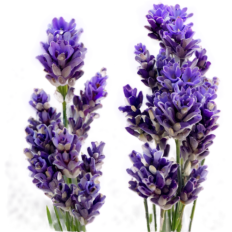 Aesthetic Lavender Field Png 06112024