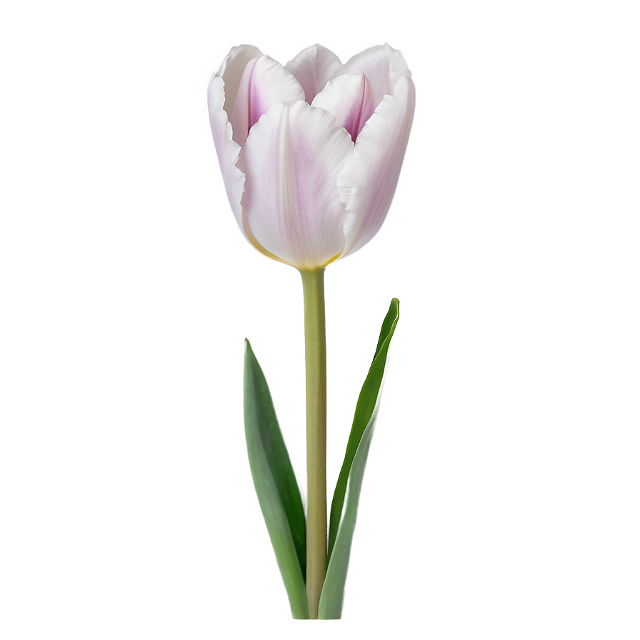 Aesthetic Tulip Grace Png 06112024