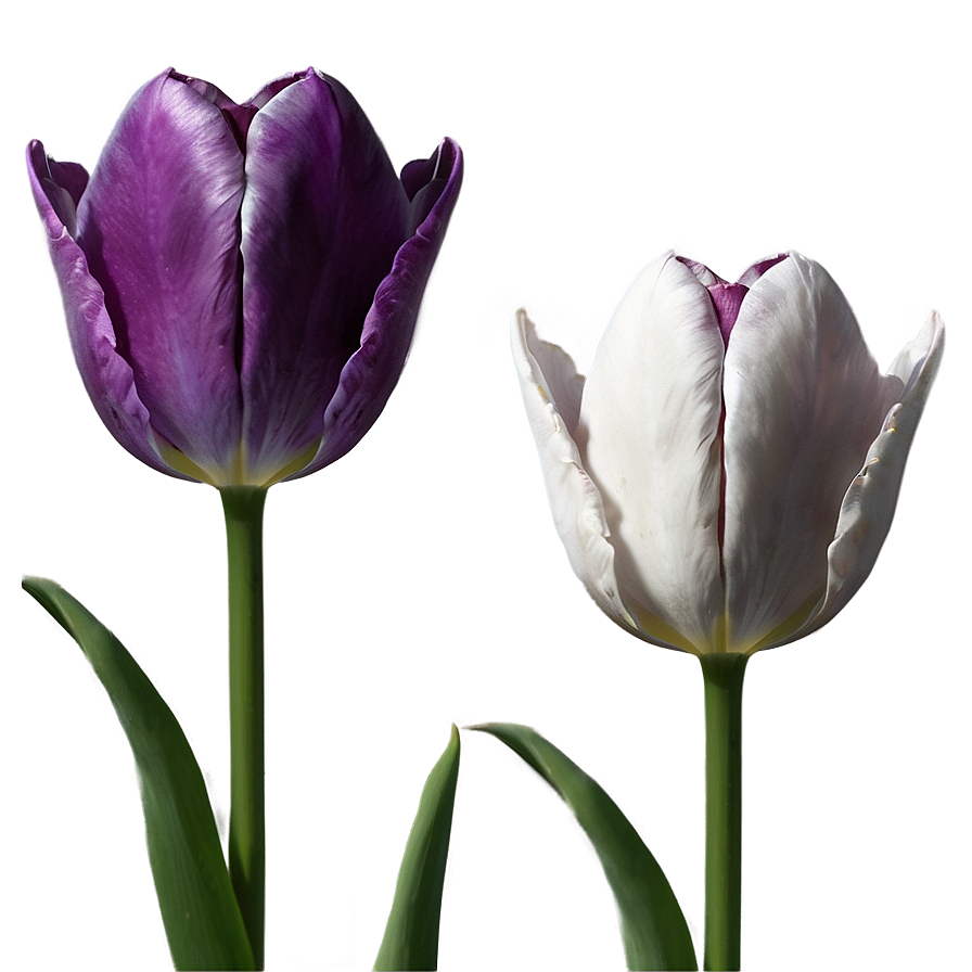 Aesthetic Tulip Grace Png 33