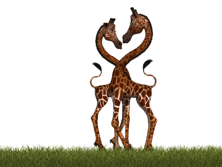 Affectionate Giraffes Nighttime Embrace