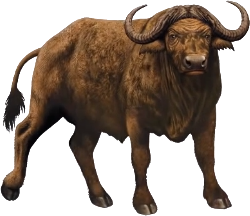 African Buffalo Free Desktop Background - African Buffalo White Background, HD Png Download PNG with transparent background
