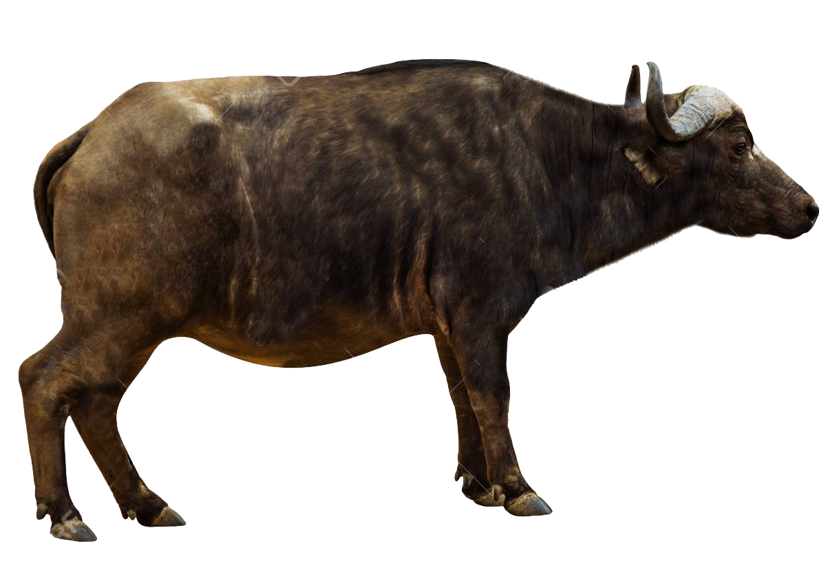 African Buffalo Png Pics - Cape Buffalo Side View, Transparent Png PNG with transparent background