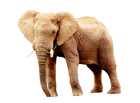 African Elephant Black Background PNG with transparent background