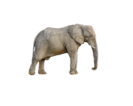 African Elephant Black Background PNG with transparent background