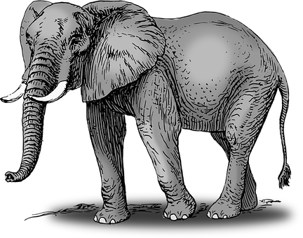 African Elephant Illustration