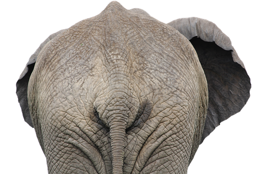 African Elephant Portrait Black Background PNG with transparent background