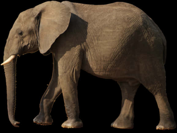 African Elephant Profile Walk