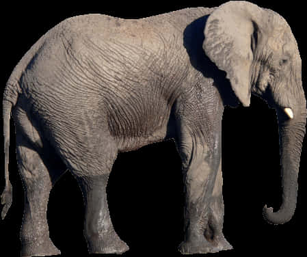 African Elephant Side View