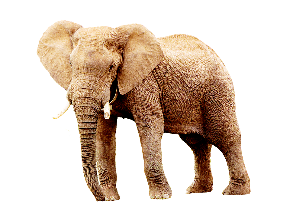 African Elephant Standing Isolated