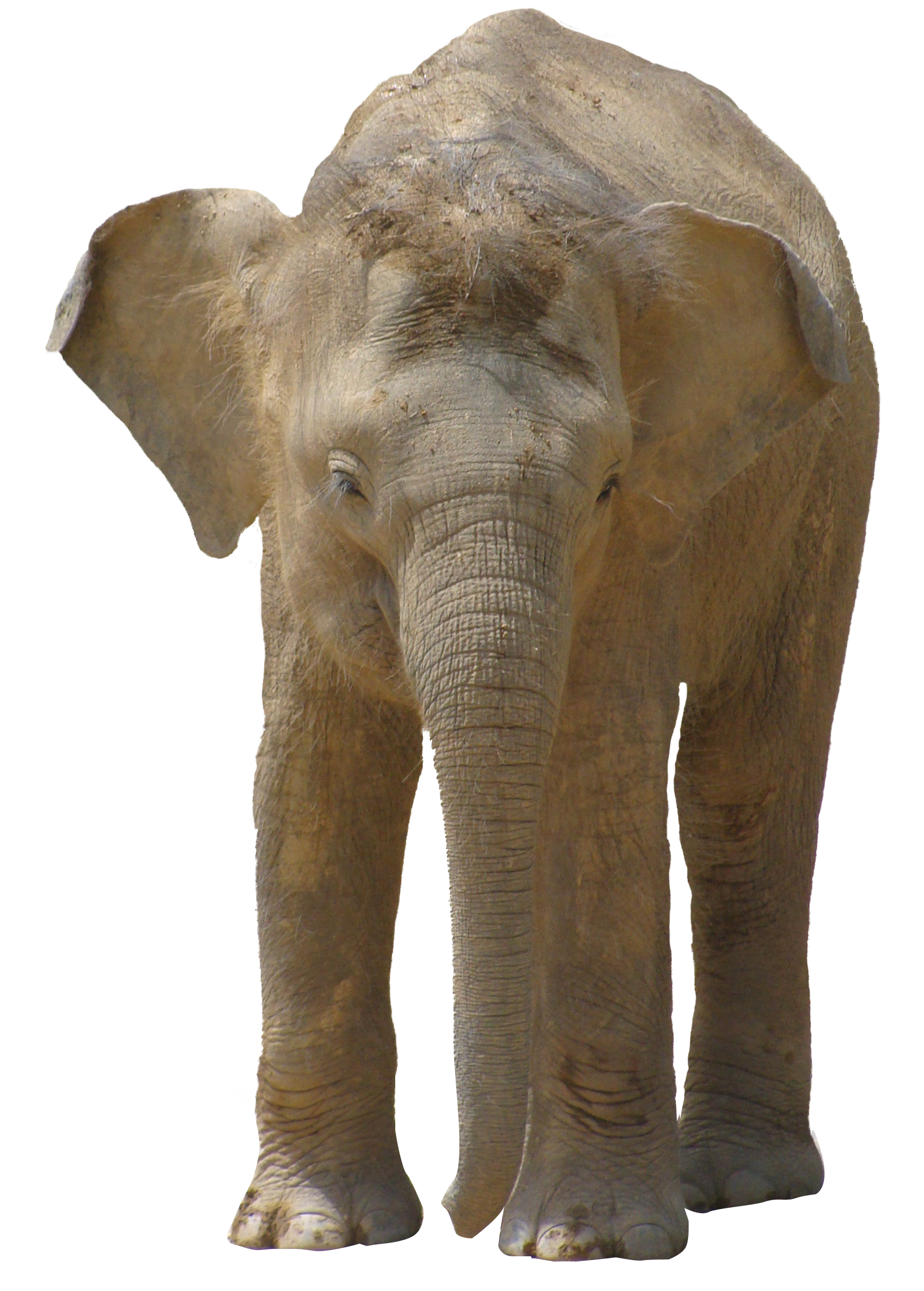 African Elephant Standing Isolated.png