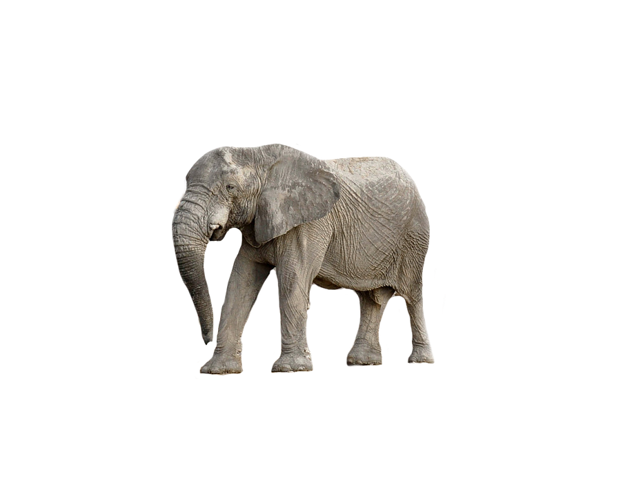 African Elephant Standing Side View