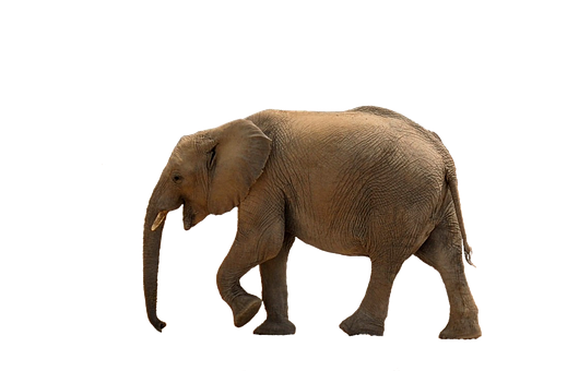 African Elephant Walking Black Background