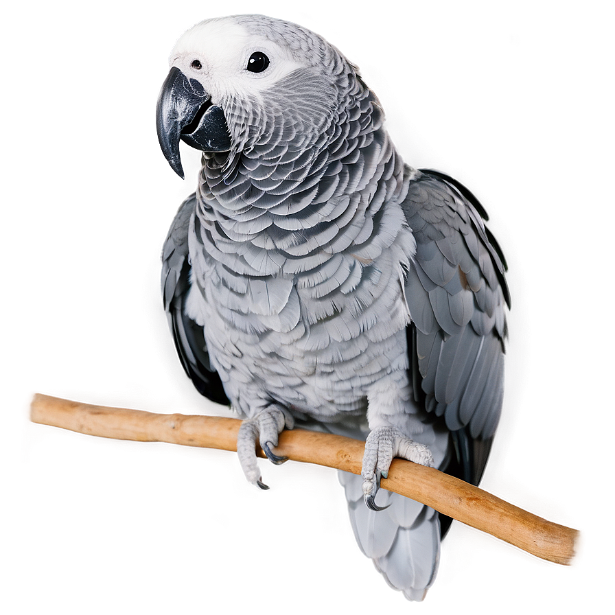 African Grey Parrot Png 77