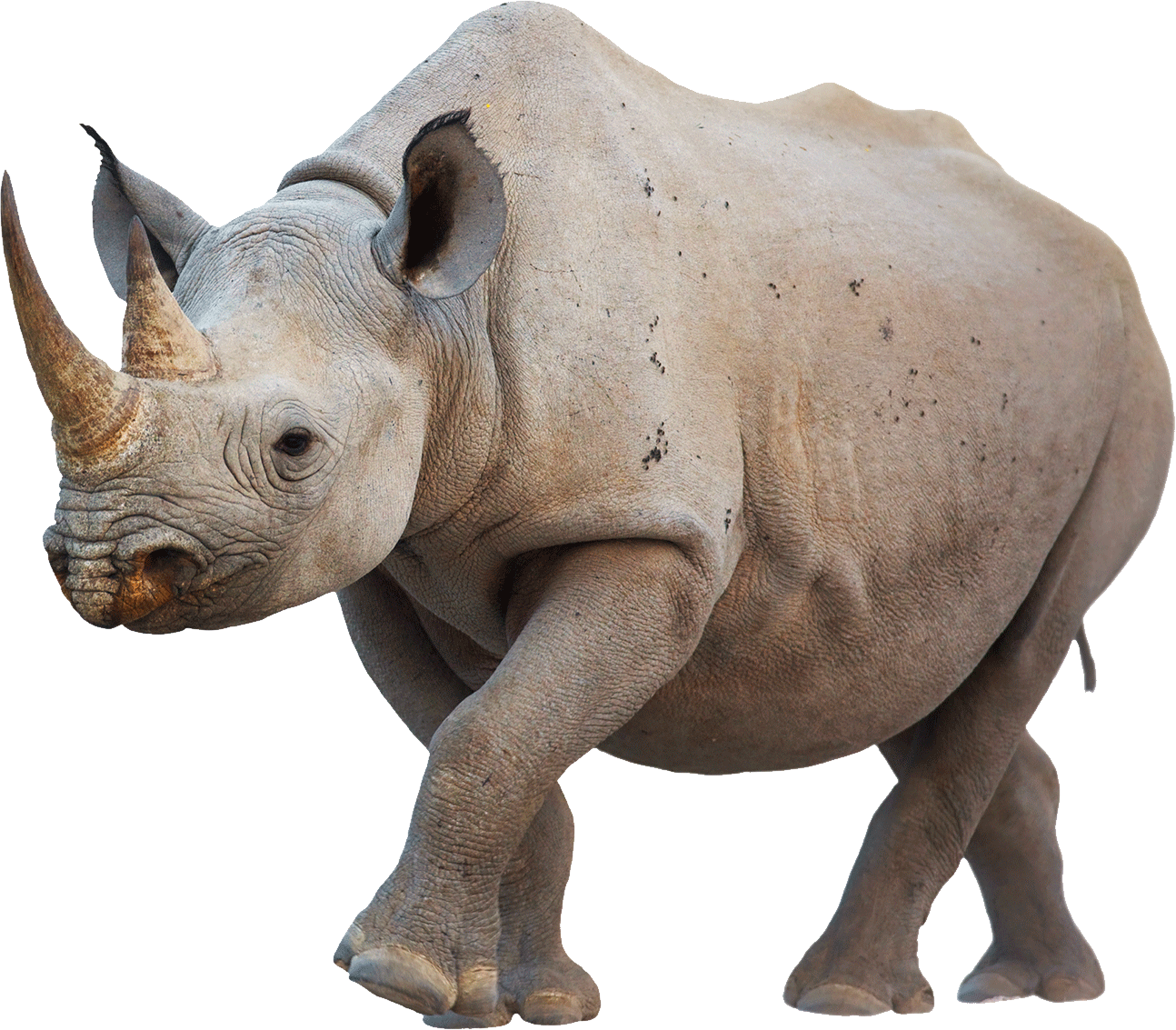 African Rhino Isolatedon Transparent Background