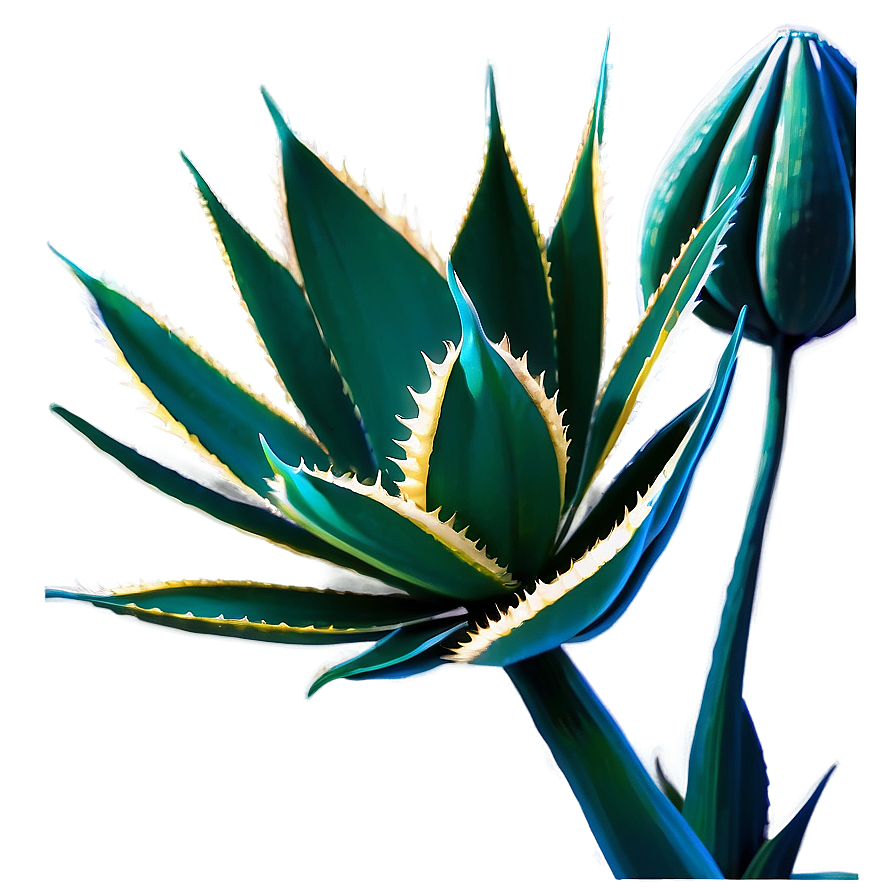 Agave Americana Plant Png 70