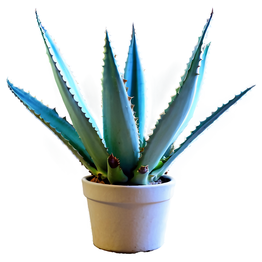 Agave In Pot Png 7