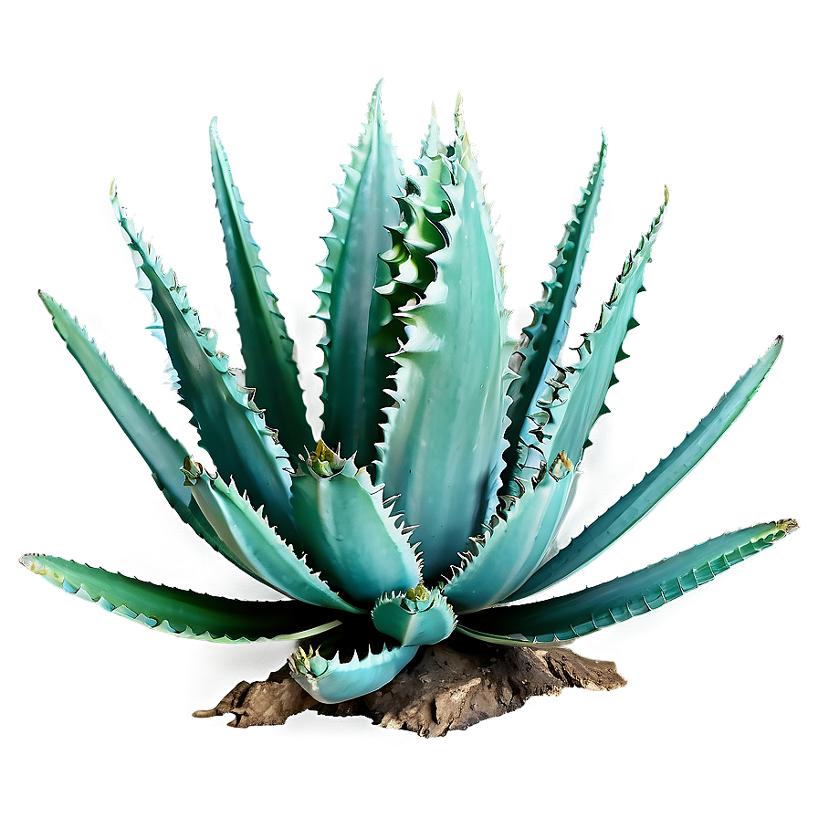 Agave Landscape Png 06282024