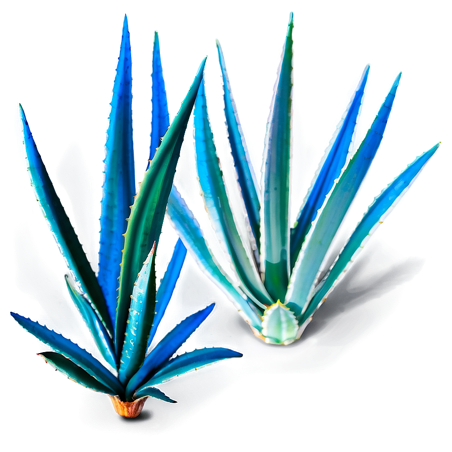 Agave Leaves Png Prh