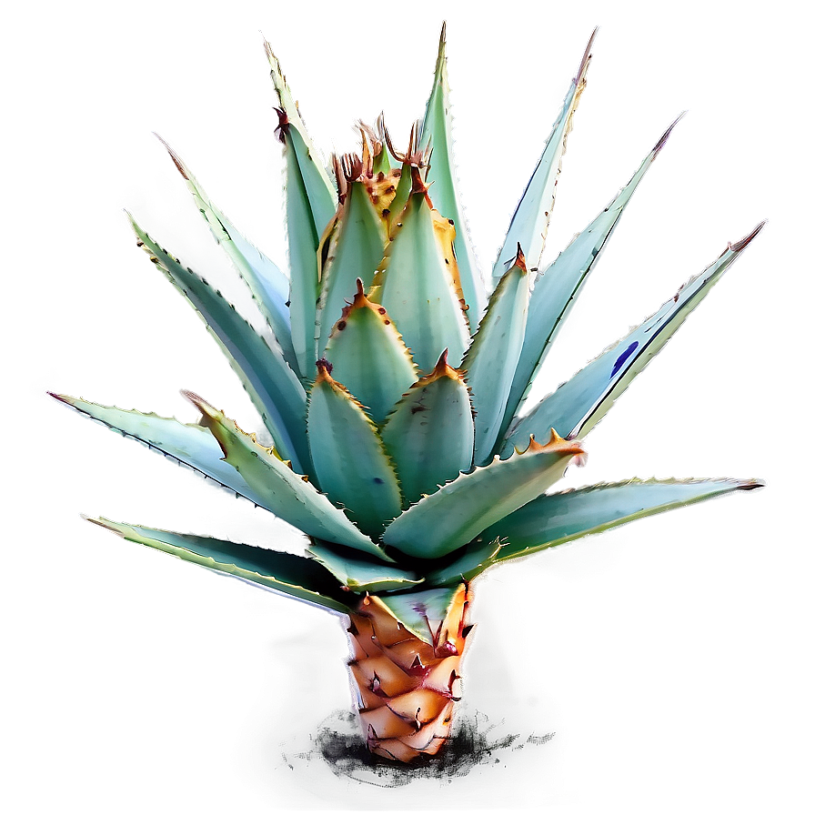 Agave Nectar Plant Png 06282024