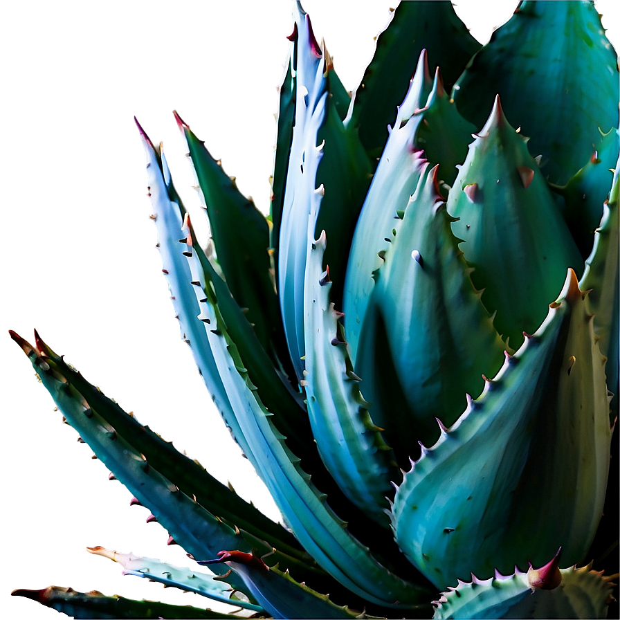 Agave Plant Close-up Png Jjo86