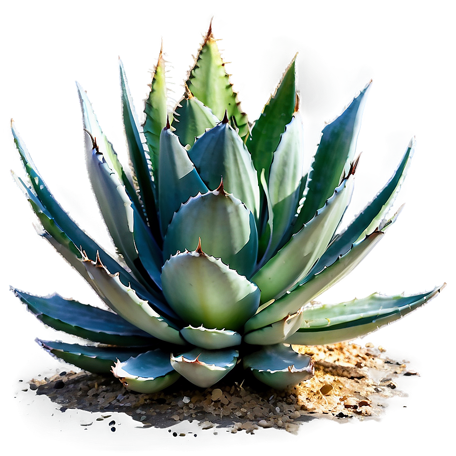 Agave Plant In Landscape Png Yfb