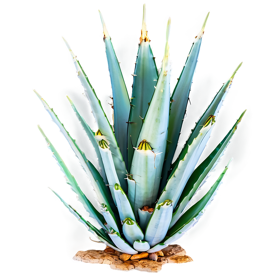 Agave Plant Png Fem63