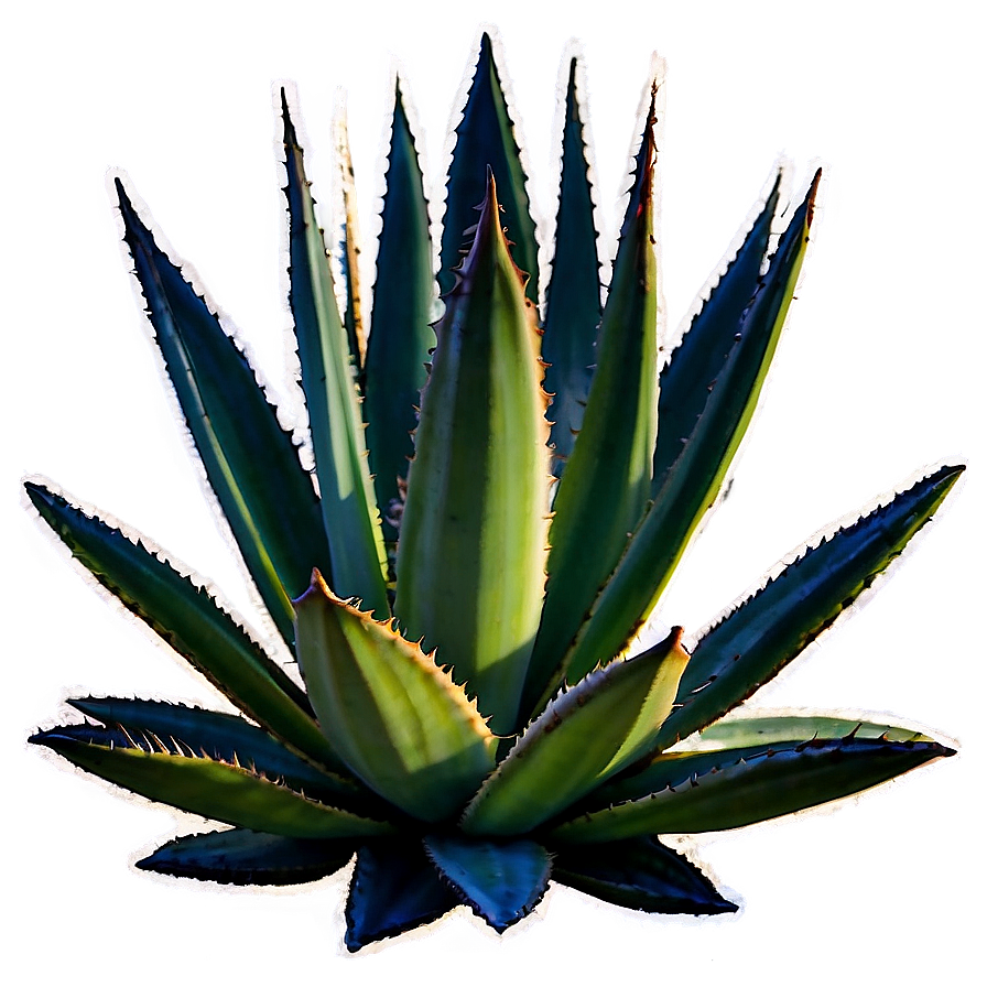 Agave Plant Sunset Png Gfu