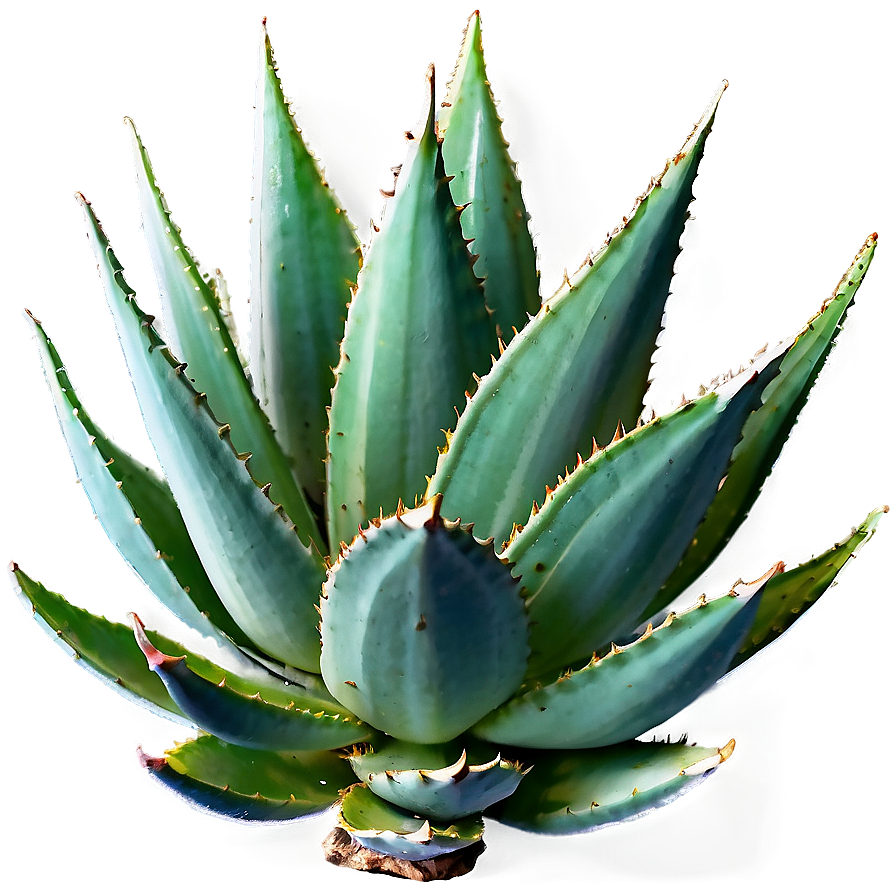 Agave Plant Top View Png Mov