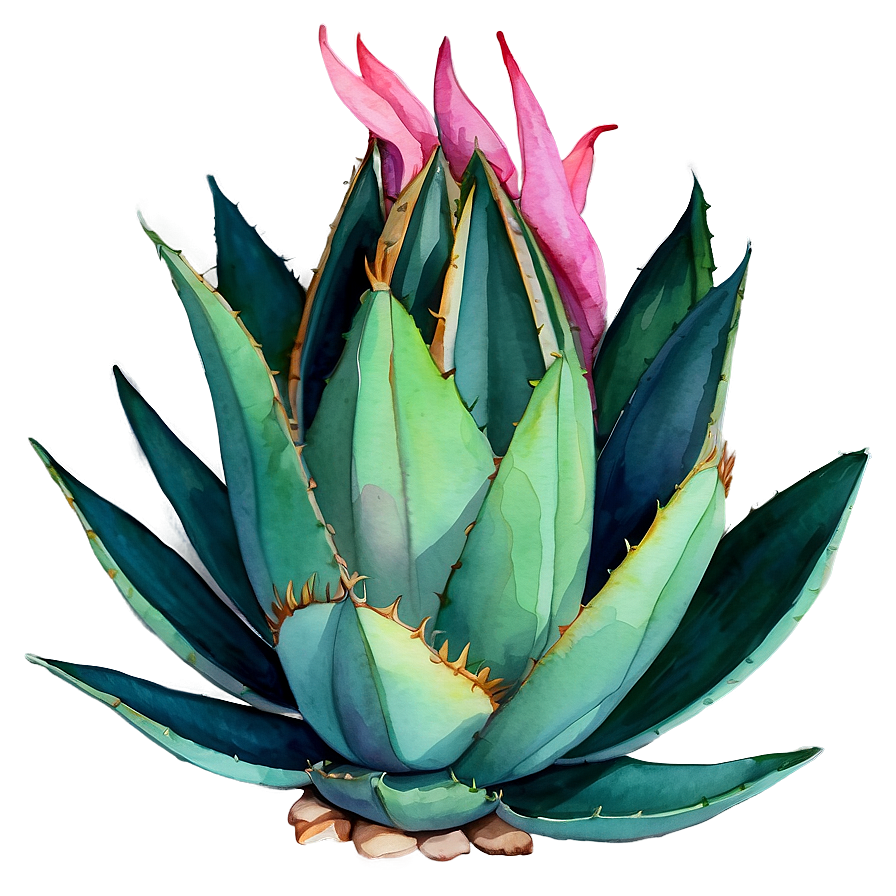 Agave Plant Watercolor Png Whe18