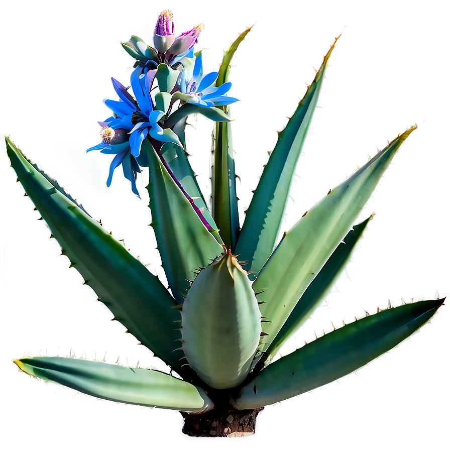 Agave Plant With Flowers Png 06282024