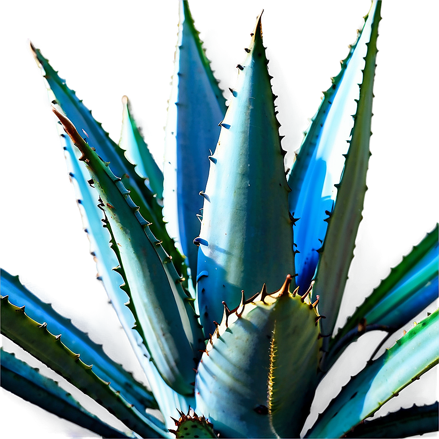 Agave Plantation View Png 14