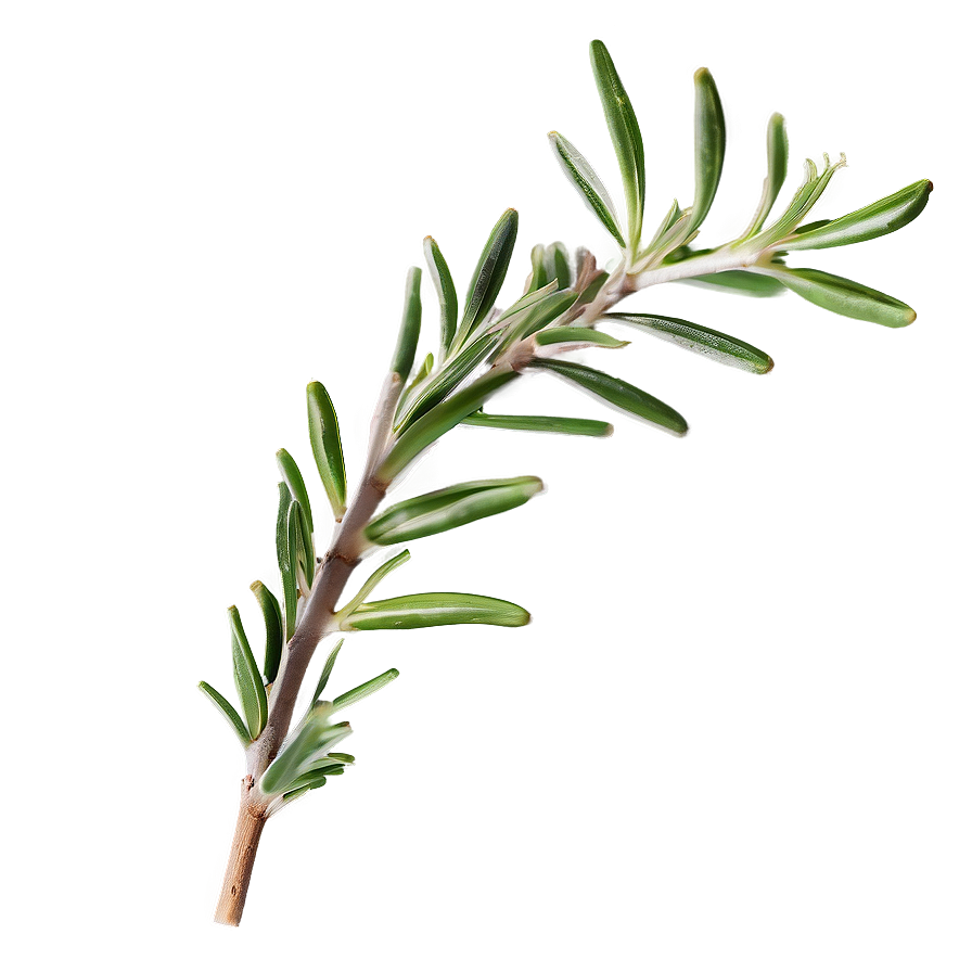 Aged Rosemary Twig Png 29