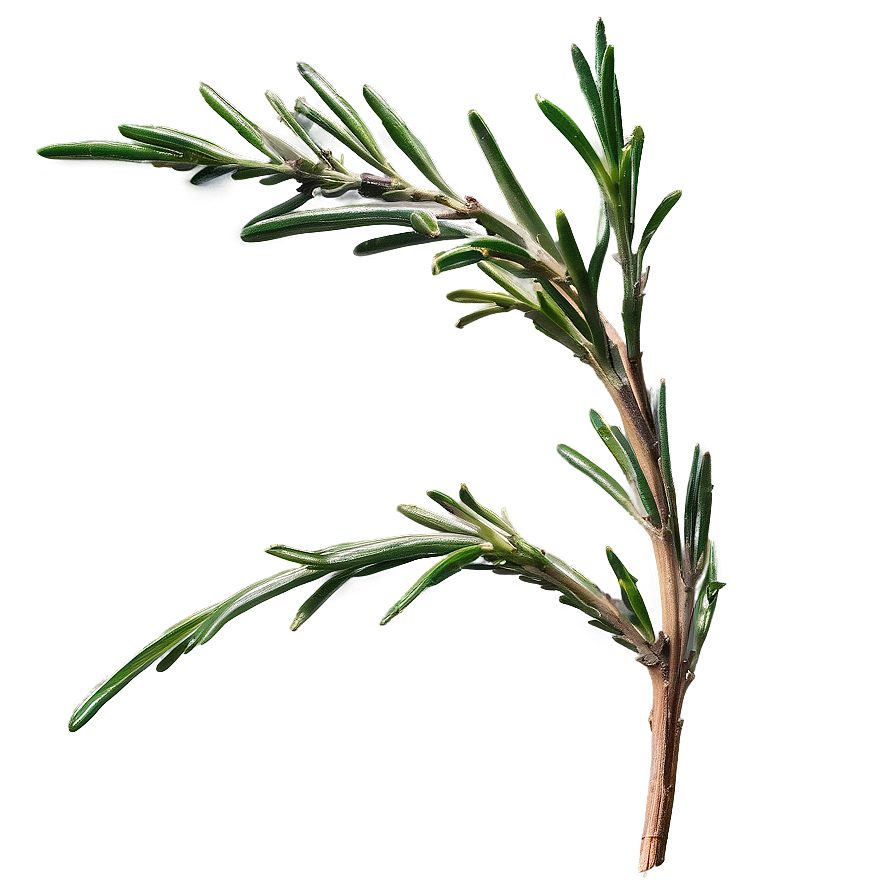 Aged Rosemary Twig Png 36