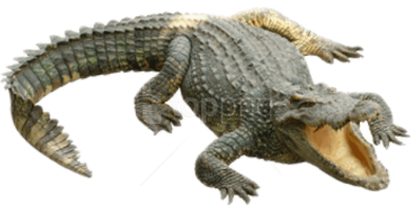 Png Of Crocodile - Png Crocodile, Transparent Png PNG with transparent background