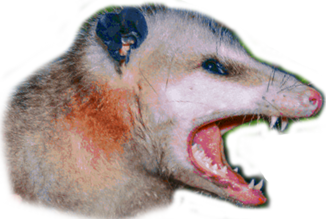 Aggressive Possum Open Mouth