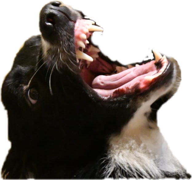 #zhukov #bordercollie #dog #angry #annoying - Cat Yawns, HD Png Download PNG with transparent background