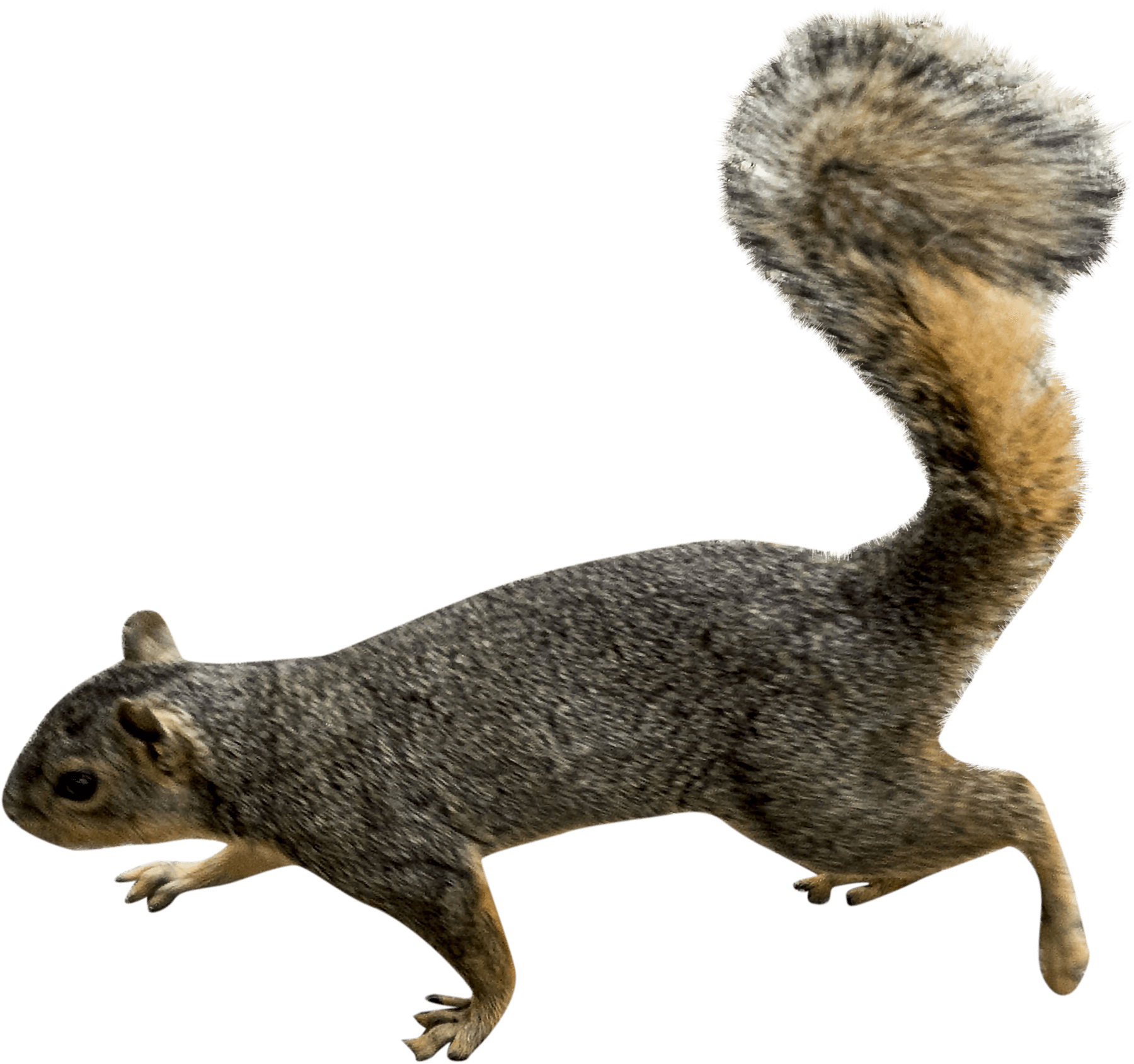 Agile Squirrelin Motion PNG with transparent background