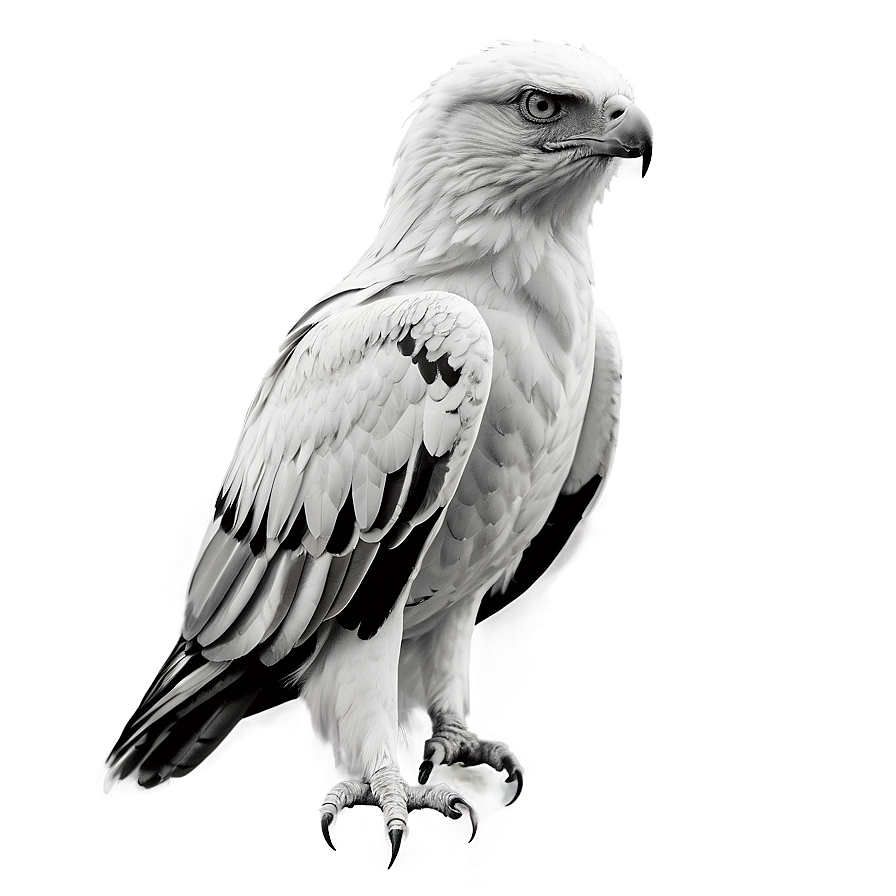 Aguila Monochrome Png 06252024