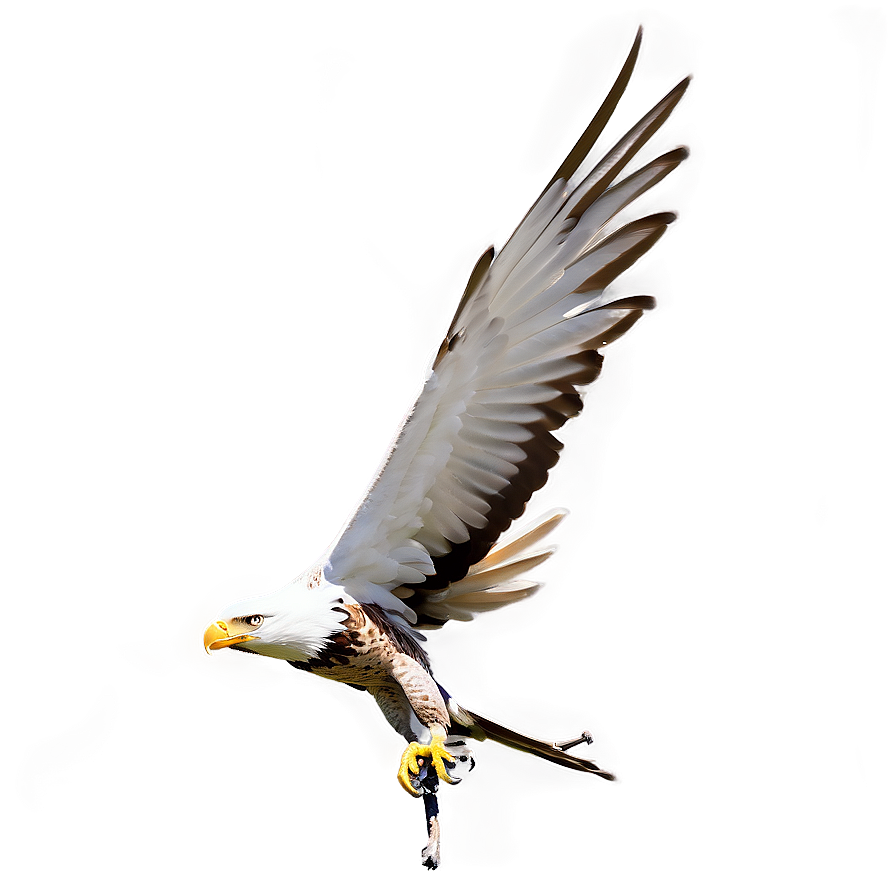 Aguila Wallpaper Png 14