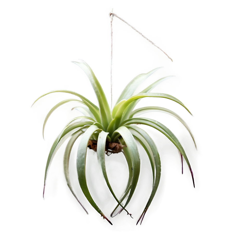 Air Plant Hanging Png Eih