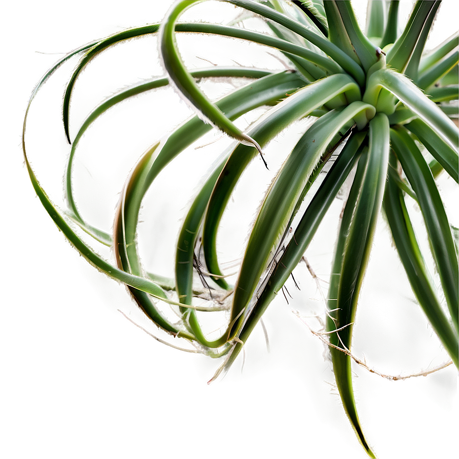 Air Plant Png 77