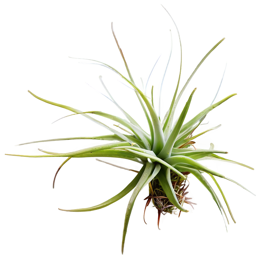 Air Plant Png Beu12