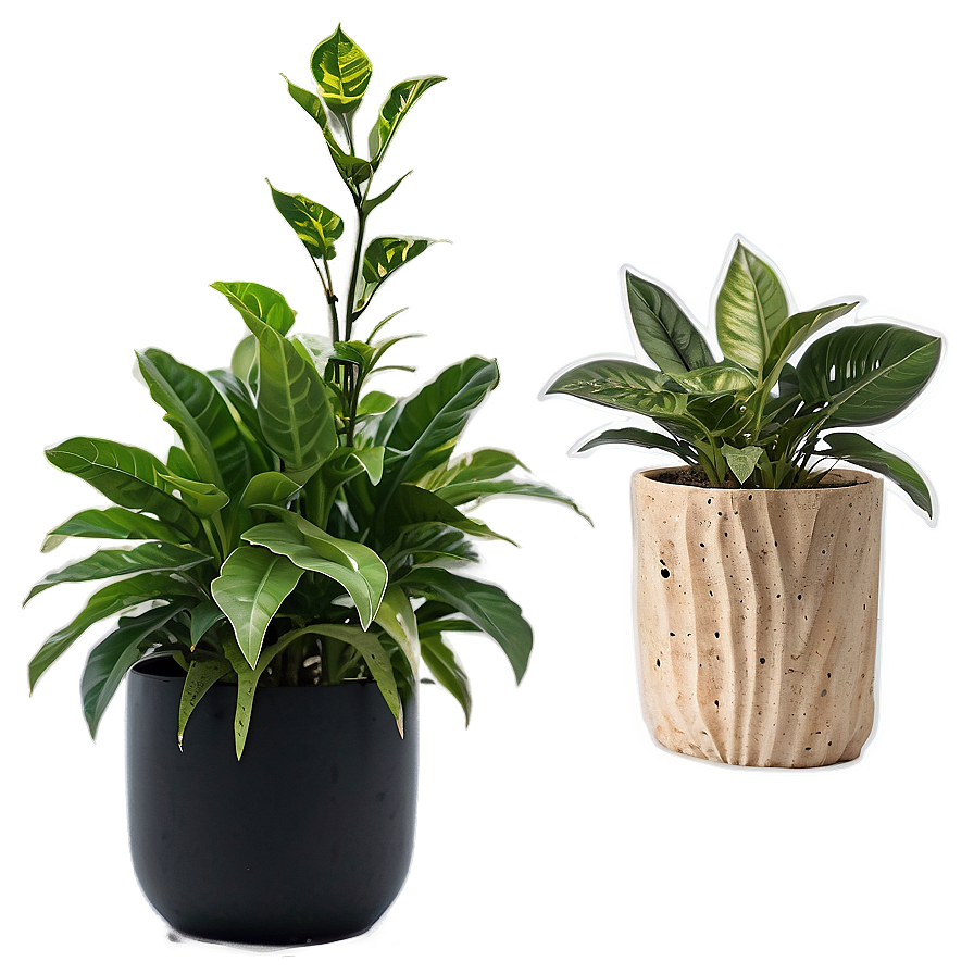 Air Purifying Plants Png Bxt49