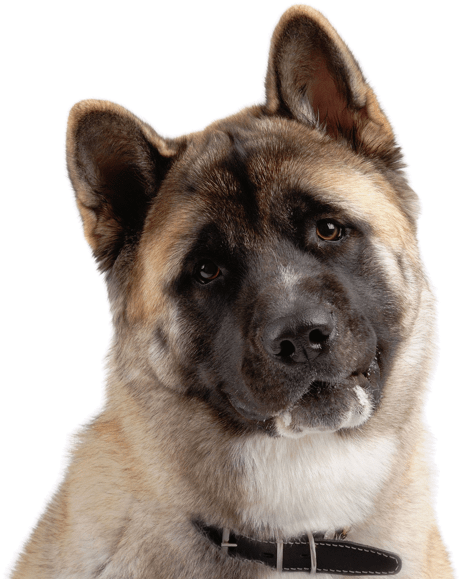 Akita Americano Png, Transparent Png PNG image with a transparent background, free high-resolution download
