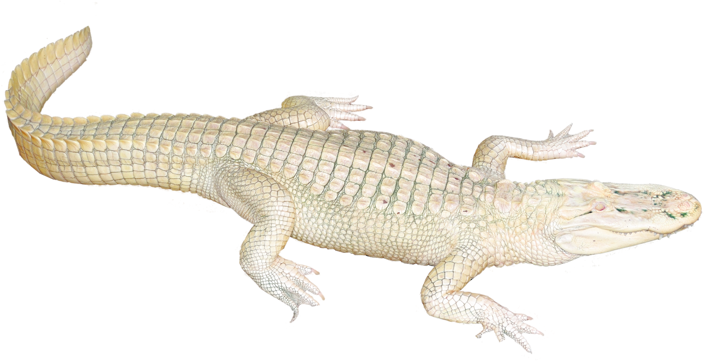 Albino Crocodile Isolated