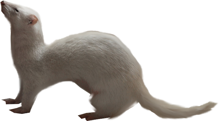 Albino Ferret Side View